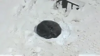 No One Helped Poor Puppy Lying Curled Up, Helpless In The Cold Snow - Heartbreaking Story