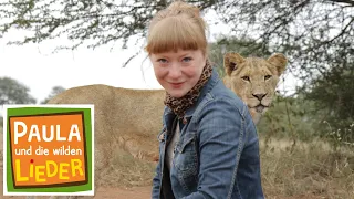 Die Löwin rennt | Tierische Kinderlieder | Paula und die wilden Lieder
