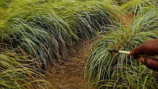 Painting Long Grass in Oil Paint  Time Lapse