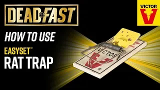 How To Use the Deadfast Easy Set Rat Trap