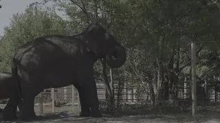 Elephants arrive at White Oak Conservation in Florida