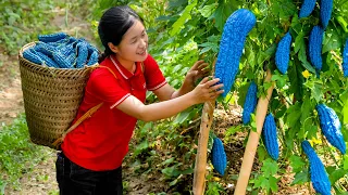 Harvesting SUPER BITTER MELON - Catching worms to feed ducks | Ella Daily Life