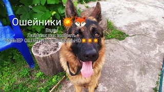 Как выбрать ошейник собаке🌾?|Собаки🐕|Лайфхак💥|Porsche the dog|