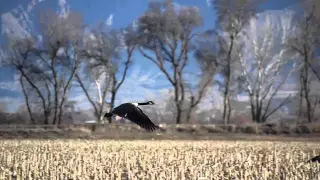 Shooting Geese