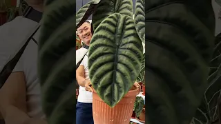 Aroid PORN | NEW and Spectactular Varieties at the FLOII Plant Show in Indonesia 🇮🇩