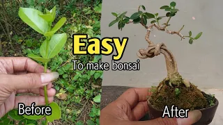 Tips Membuat Bonsai Sancang Pelintiran | Premna Microphylla Bonsai