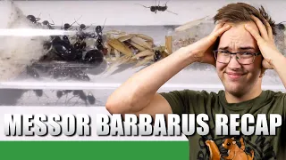 WHAT I HAVE LEARNED KEEPING MESSOR BARBARUS | Old Messor Barbarus Update #9 - Ant Holleufer