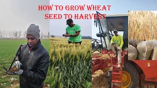 How to Grow Winter Wheat by integrating low tech and high tech| Jinsi ya kulima kisasa zao la Ngano.