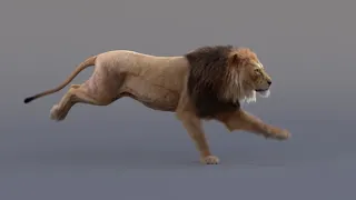 Lion Animated in Maya