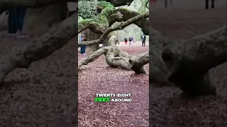 The Majestic Angel Oak A Natural Wonder Standing for Centuries