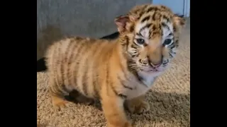 BABY TIGERS! // CUTEST Baby Tiger Videos That You Have To See - Cute Baby Animals