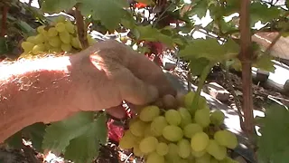 Сорт винограда "Кодрус кишмиш" - сезон 2019 # Grape sort "Kodrus kishmish"