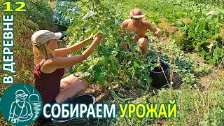 🍅 Harvesting: Beans, Melon, Potatoes, Zucchini 🏡 The Life of the Gordeevs in the Village - Vlog 12