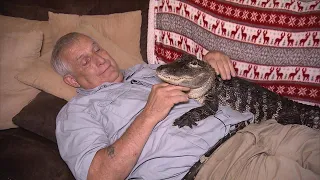 This Alligator Just Wants to Cuddle You