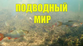 ПОДВОДНЫЕ СЪЕМКИ. Сказочный подводный мир Беларуси. Часть2.