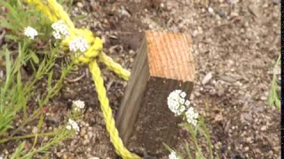 Proper Staking and Tying Method - Prune Like a Pro