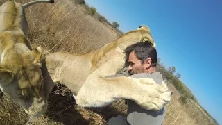 Lion Hug Compilation