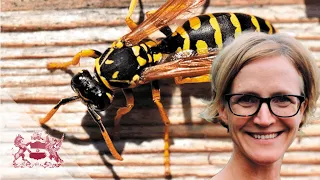 Why the World Should be Harnessing the Predatory Power of Wasps | Seirian Sumner