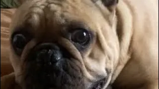 French bulldog goes crazy and attacks