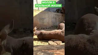 😂КЕНГУРУ МОЛЛИ В РЕАЛЬНОЙ ЖИЗНИ