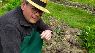 Permaculture ou comment avoir des légumes sans rien faire ou presque: Laisser grainer vos légumes..