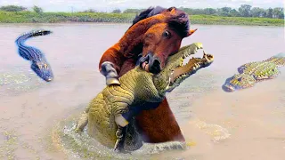 When Animals Mess With Then Wrong Opponent