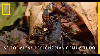 As Formigas-legionárias Comem Tudo | National Geographic Portugal