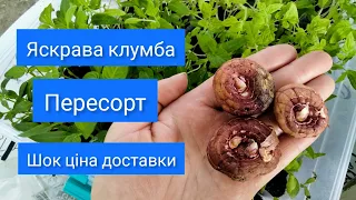 Інтернет магазин Яскрава клумба, розпродаж гладіолусів. Пересорт...Що з цінами на доставку?