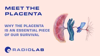 Meet the Placenta | Radiolab Podcast