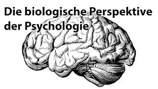 Die biologische Perspektive der Psychologie