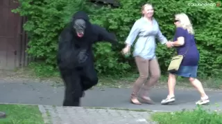 Gorilla in Zoo (SA Wardega)
