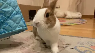 Rabbit🐰Play time!🐰