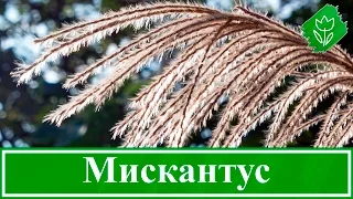 🌾 Растение мискантус – посадка и уход в открытом грунте, виды и сорта мискантуса