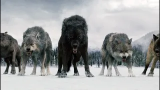 We are Wolves in the night Forests - Ruslan Kind, Tural Everest (VIDEO)