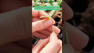 Watermelon Grafting Techniques For Cultivation On The Farm #satisfying #short