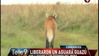 Liberaron a un aguará guazú