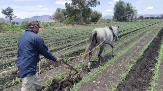 Escarda tradicional del maíz en La Esperanza Michoacán @cotidiano399