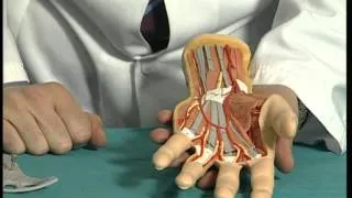 anatomia mano. Dr Javier de Toro CHUAC INIBIC UDC A Coruña  Spain