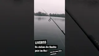 #angeln #fishing #hecht #hechtangeln #gummifisch #angelnvomufer #livebiss