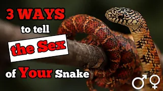 How to Tell the Sex of Your Snake