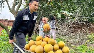 Bibi enliste helps Dad harvest grapefruit at the farm