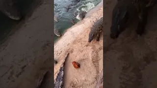 crocodile feeding #crocodile #hen