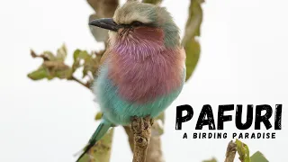 Kruger National Park | Pafuri is a Birding Paradise