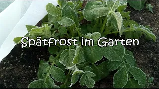 Spätfrost im Garten - was nun?