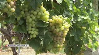 В Дагестане завершается уборка винограда