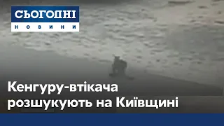 Думали, що чупакабра: кенгуру-втікач налякав людей на Київщині