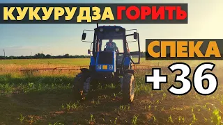 Сильна засуха на Львівщині. Спека до + 36. Все кругом горить! Обприскуємо кукурудзу!