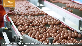 LKFresh Eggs Farm (Full Introduction)