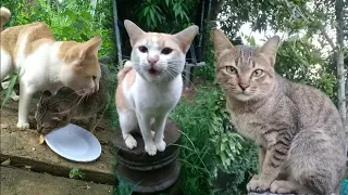 Activities Cute Cats Gold And Pich In Family