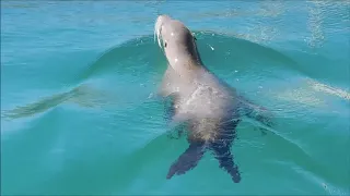 Have you met the Sealions at Caleta De Fuste?